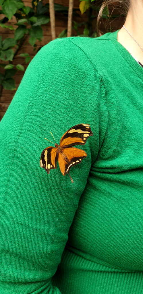 Alaris Schmetterling - bunter Schmetterling auf Jana