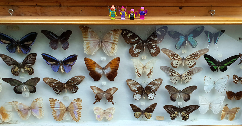 LEGO Minifiguren Schmetterling auf Schaukasten