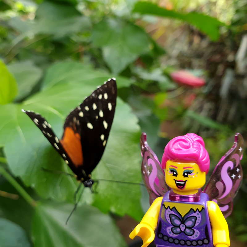 Schmetterlinge und LEGO Minifigur Schmetterling