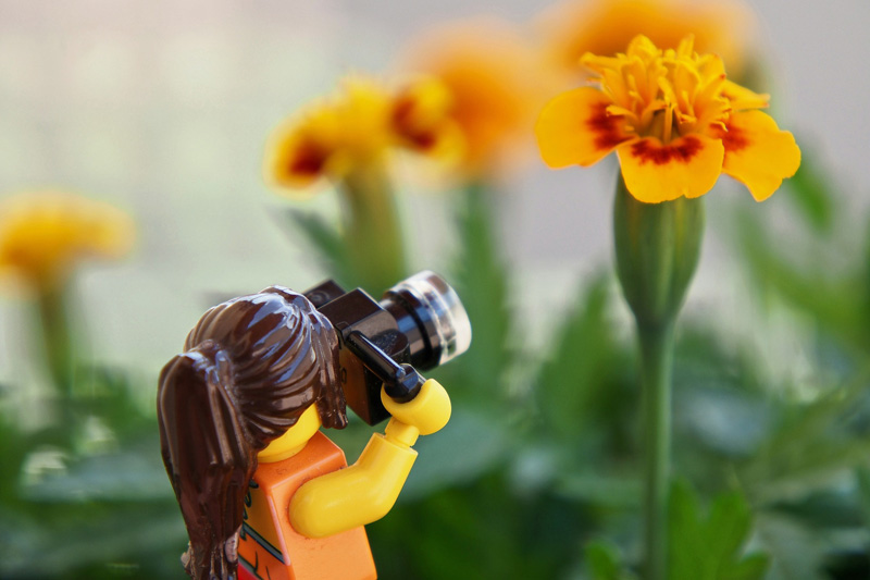 Minifigur fotografiert Blumen Bricks am Meer 2023