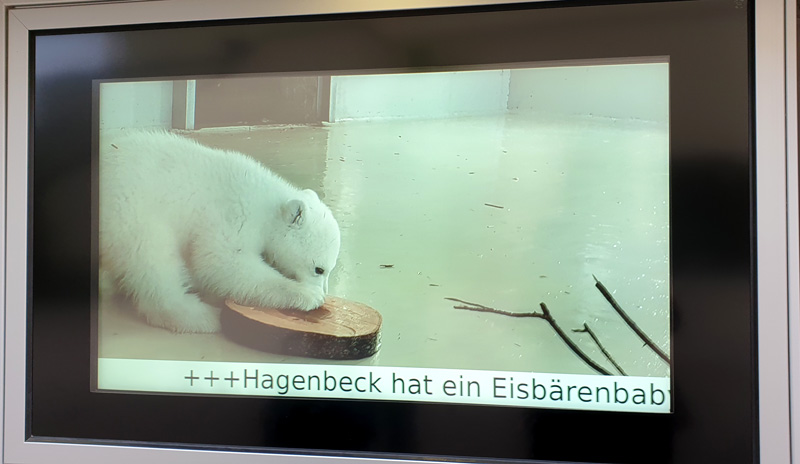 Steine Kanal unterwegs Tierpark Hagenbeck Ankündigung Eisbärenbaby