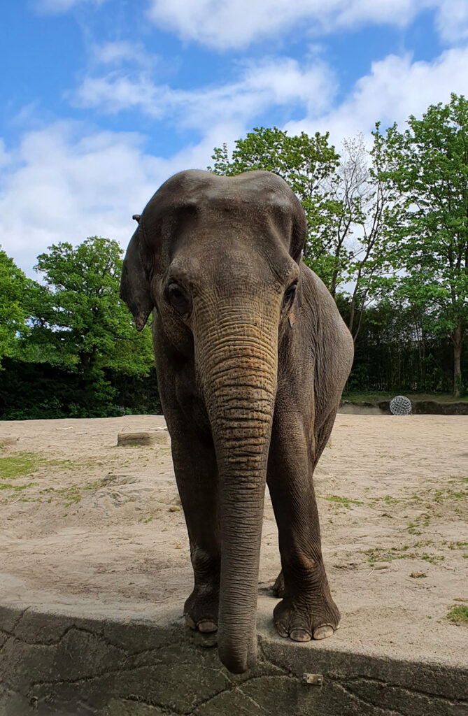 Steine Kanal unterwegs Tierpark Hagenbeck Elefanten Außenanlage