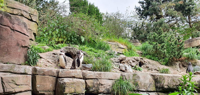 Steine Kanal unterwegs Tierpark Hagenbeck Pinguine