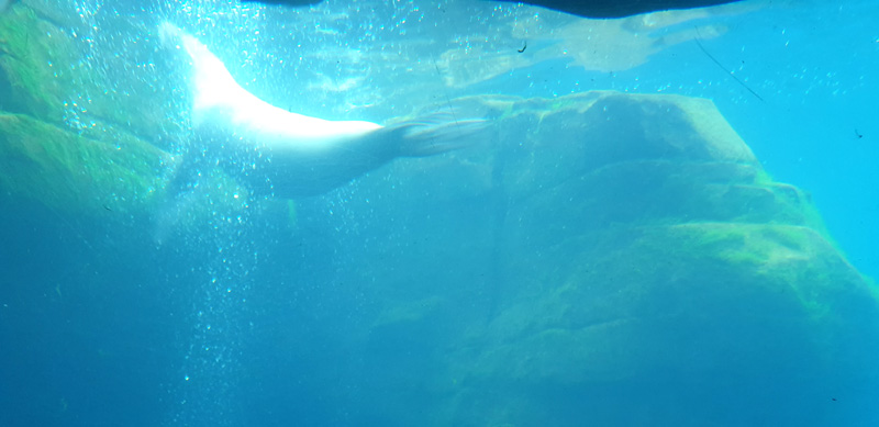 Steine Kanal unterwegs Tierpark Hagenbeck Robben im Eismeer