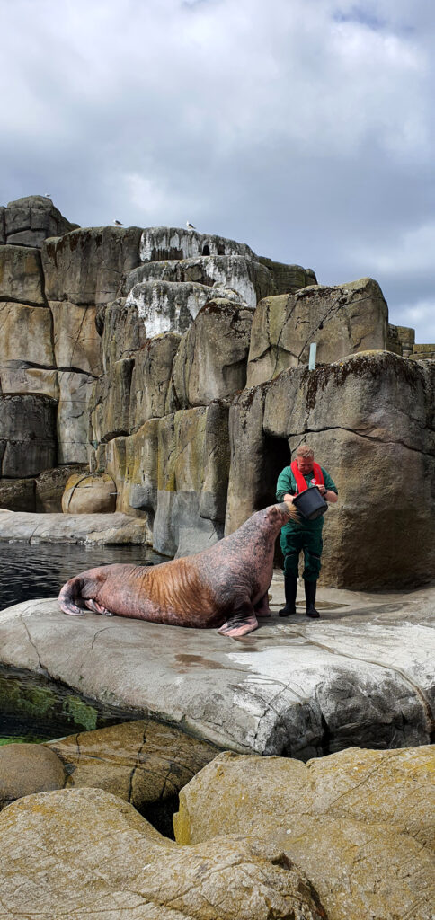 Steine Kanal unterwegs Tierpark Hagenbeck Walrossfütterung