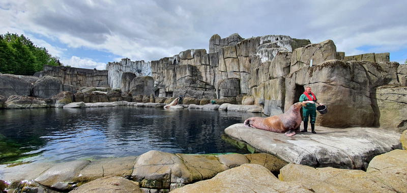 Steine Kanal unterwegs Tierpark Hagenbeck Walrossfütterung