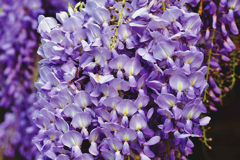 LEGO Botanicals Mini-Bonsais 10373 Wisteria Blüte original