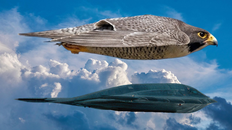 Northrop B-2 Spirit Wanderfalke Meme