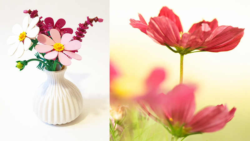 LEGO Botanicals Kosmeen (11514) Titel